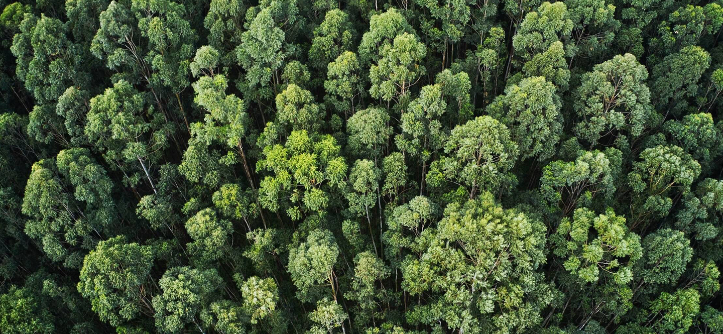 Sostenibilidad e impacto ambiental